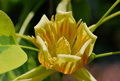 Liriodendron tulipifera 'Aureomarginatum' - liliovník tulipánokvětý - květ detail